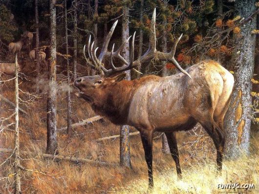 Excellent Animal Paintings