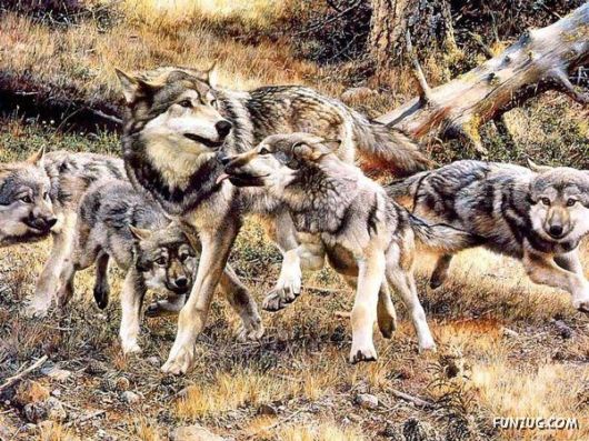 Excellent Animal Paintings