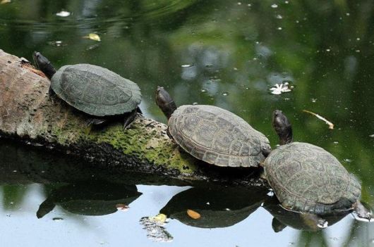 The Beauty of Bahamas