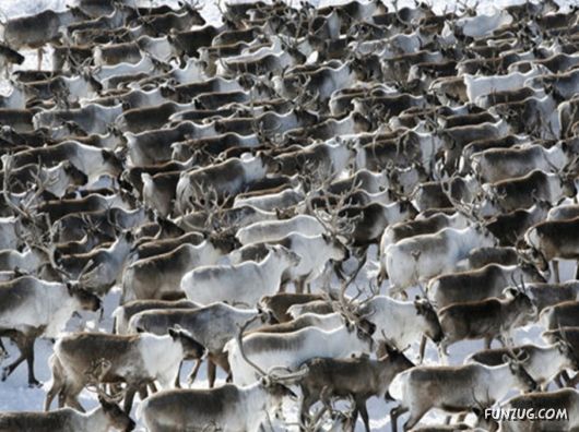 Daily Life in Lapland