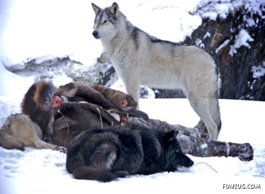 Daily Life in Lapland