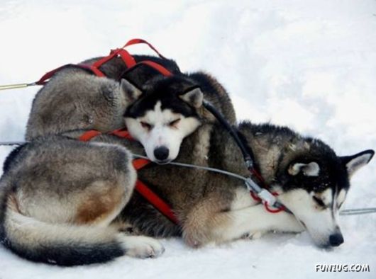 Daily Life in Lapland