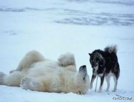 Daily Life in Lapland