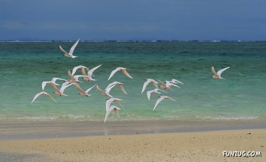 Tropical Island Of Fiji