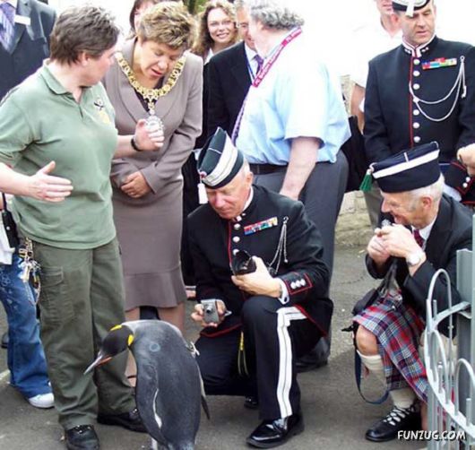 Penguin in Royal Army of Norway