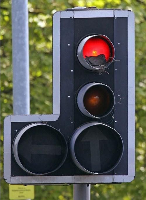 Birds Nests In Unusual Places