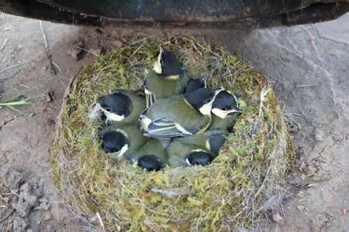 Birds Nests In Unusual Places