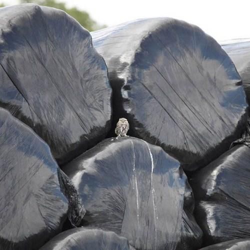 Birds Nests In Unusual Places