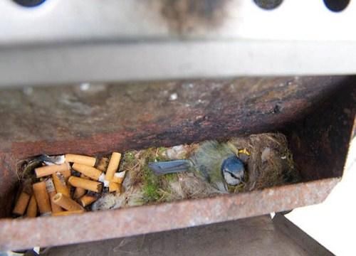 Birds Nests In Unusual Places