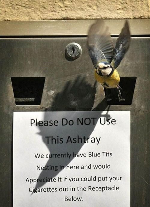 Birds Nests In Unusual Places