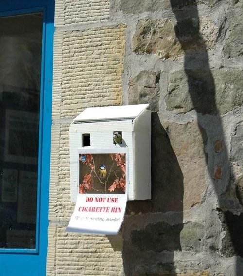 Birds Nests In Unusual Places