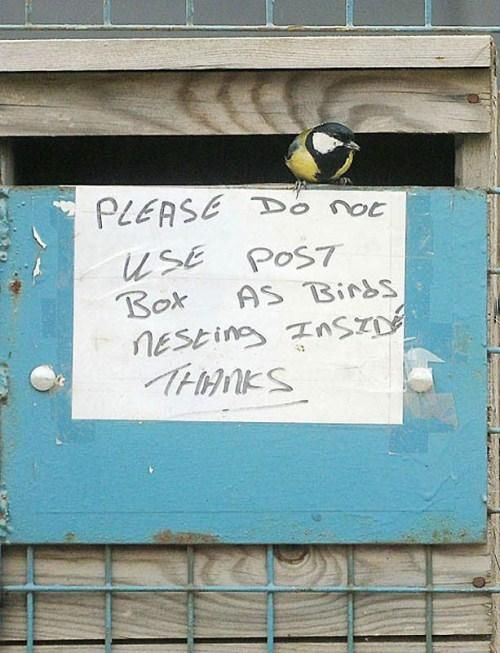 Birds Nests In Unusual Places