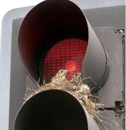 Birds Nests In Unusual Places