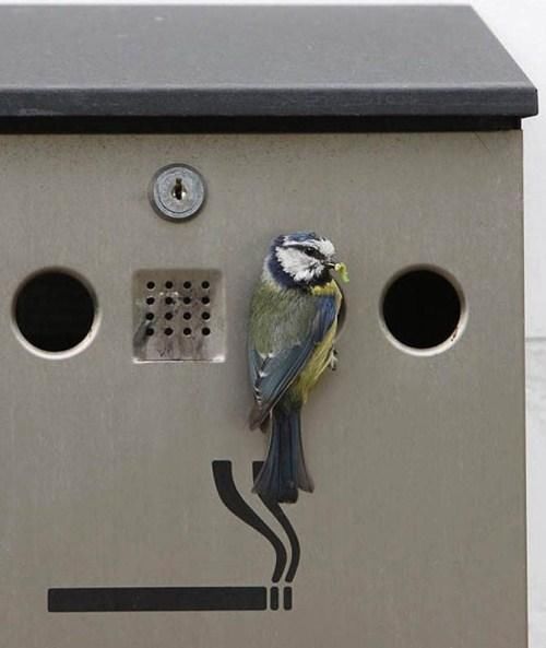 Birds Nests In Unusual Places