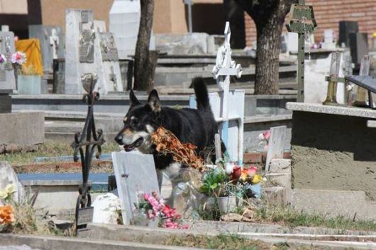 The Dead Man And His Dog