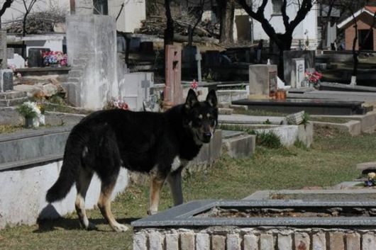 The Dead Man And His Dog