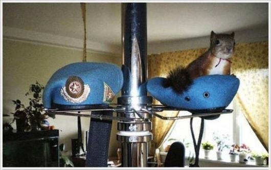 Adorable Friendship With A Squirrel