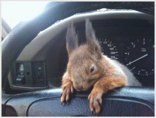 Adorable Friendship With A Squirrel