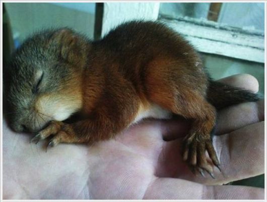 Adorable Friendship With A Squirrel