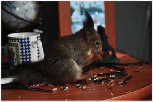 Adorable Friendship With A Squirrel