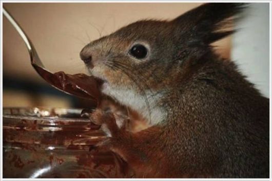 Adorable Friendship With A Squirrel