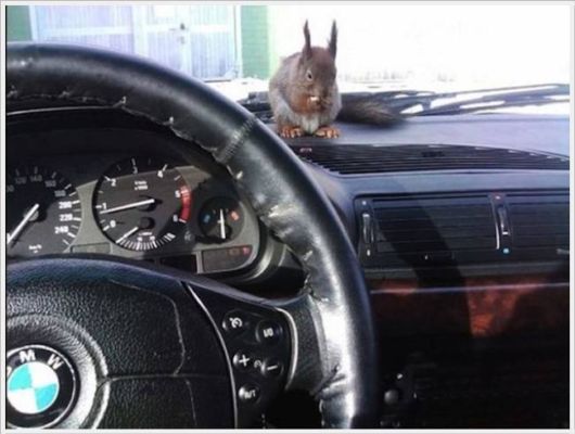 Adorable Friendship With A Squirrel