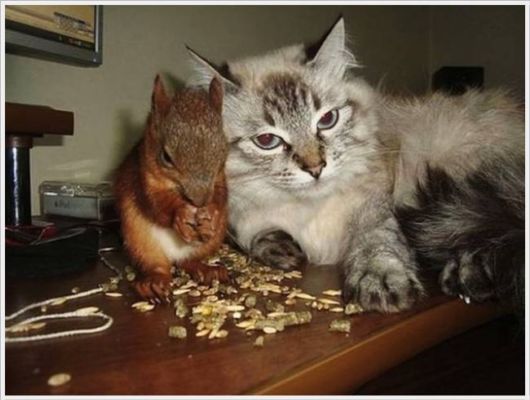 Adorable Friendship With A Squirrel