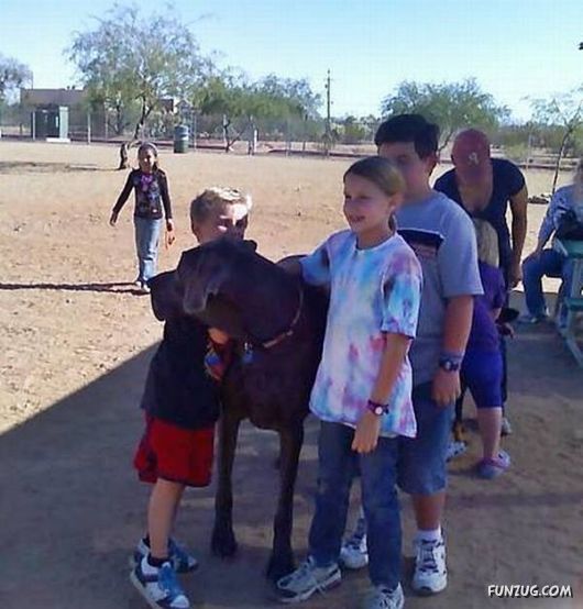 Giant Dogs Around the World