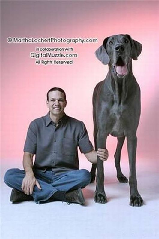 Giant Dogs Around the World