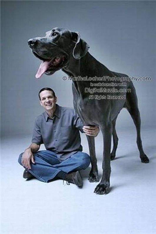 Giant Dogs Around the World