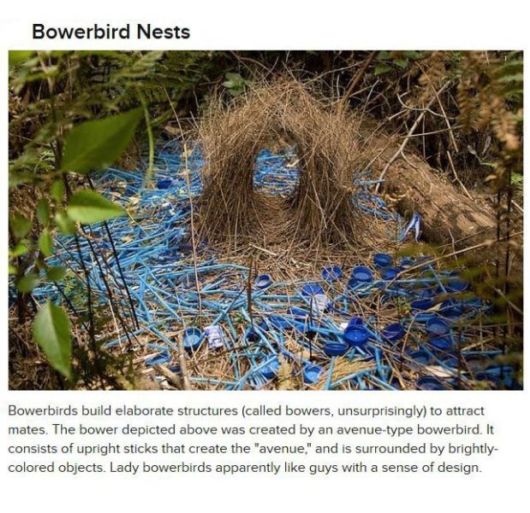 Awesome Things Created by Animals