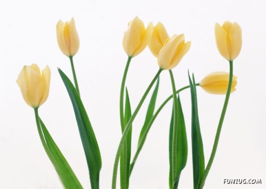 Click to Enlarge - Beautiful Colorful Flowers Wallpapers