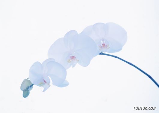 Click to Enlarge - Beautiful Colorful Flowers Wallpapers