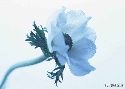 Click to Enlarge - Beautiful Colorful Flowers Wallpapers