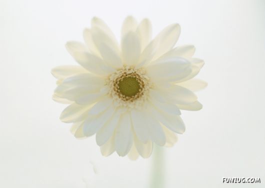 Click to Enlarge - Beautiful Colorful Flowers Wallpapers