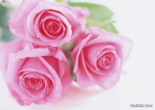 Click to Enlarge - Beautiful Colorful Flowers Wallpapers