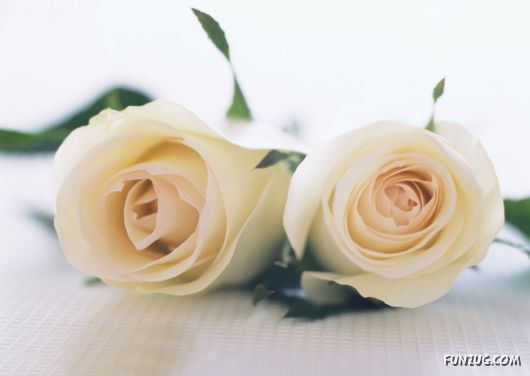 Click to Enlarge - Beautiful Colorful Flowers Wallpapers