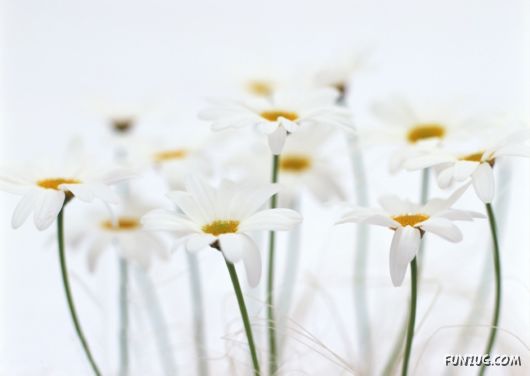 Click to Enlarge - Beautiful Colorful Flowers Wallpapers