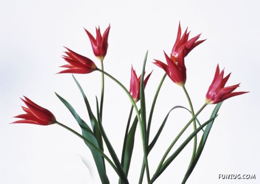 Click to Enlarge - Beautiful Colorful Flowers Wallpapers