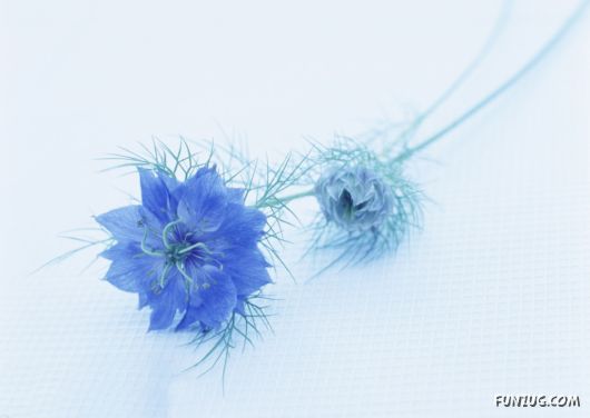 Click to Enlarge - Beautiful Colorful Flowers Wallpapers