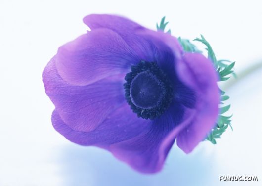 Click to Enlarge - Beautiful Colorful Flowers Wallpapers