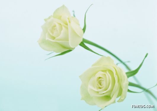 Click to Enlarge - Beautiful Colorful Flowers Wallpapers