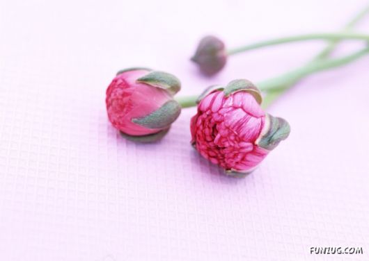 Click to Enlarge - Beautiful Colorful Flowers Wallpapers