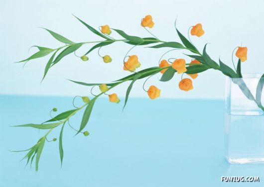 Click to Enlarge - Beautiful Colorful Flowers Wallpapers