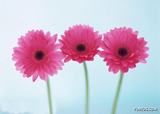 Click to Enlarge - Beautiful Colorful Flowers Wallpapers