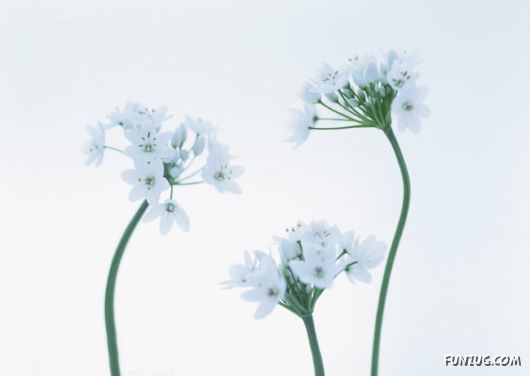 Click to Enlarge - Beautiful Colorful Flowers Wallpapers