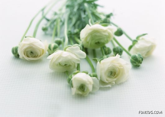 Click to Enlarge - Beautiful Colorful Flowers Wallpapers