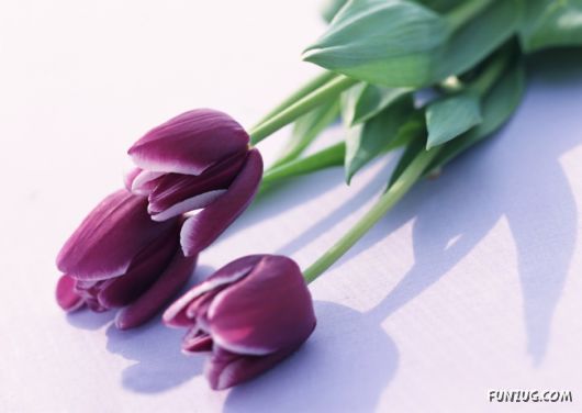 Click to Enlarge - Beautiful Colorful Flowers Wallpapers