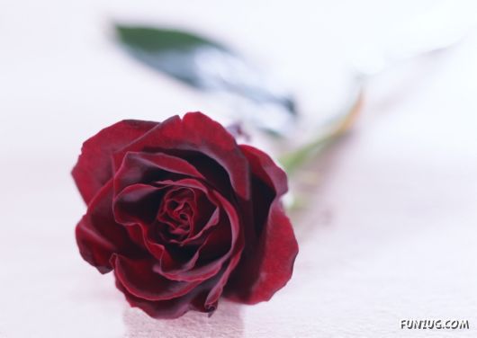 Click to Enlarge - Beautiful Colorful Flowers Wallpapers