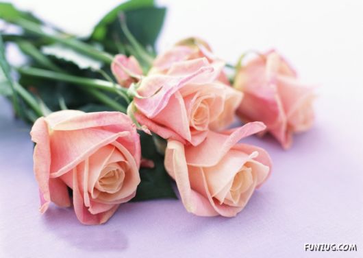 Click to Enlarge - Beautiful Colorful Flowers Wallpapers